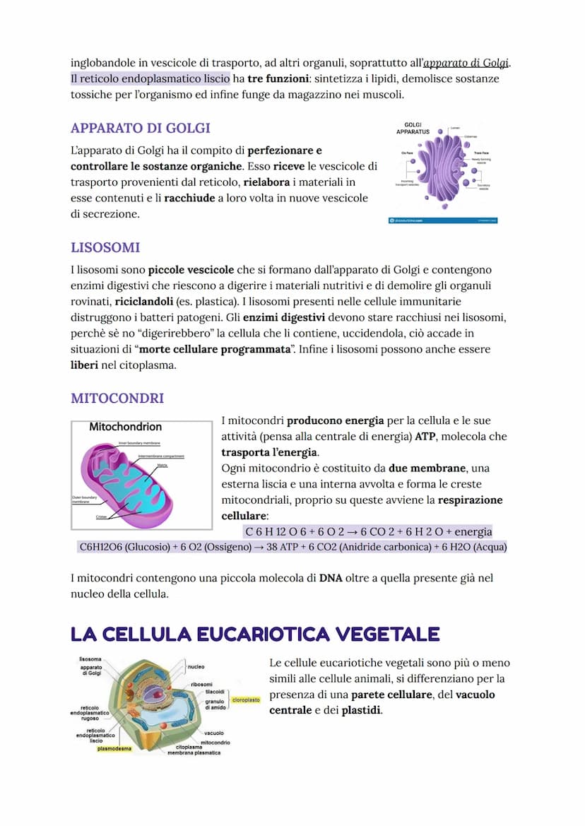 nucleo
mitocondrio
apparato
di Golgi
●
nucleolo
●
LA CELLULA EUCARIOTE
La cellula eucariote è più evoluta
rispetto a quella procariote, la p