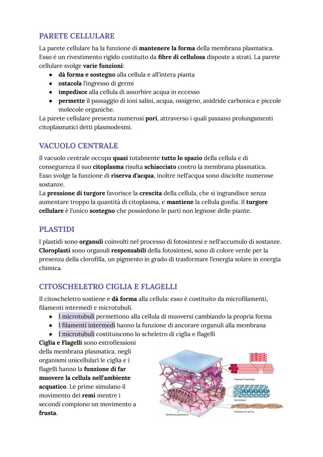 nucleo
mitocondrio
apparato
di Golgi
●
nucleolo
●
LA CELLULA EUCARIOTE
La cellula eucariote è più evoluta
rispetto a quella procariote, la p