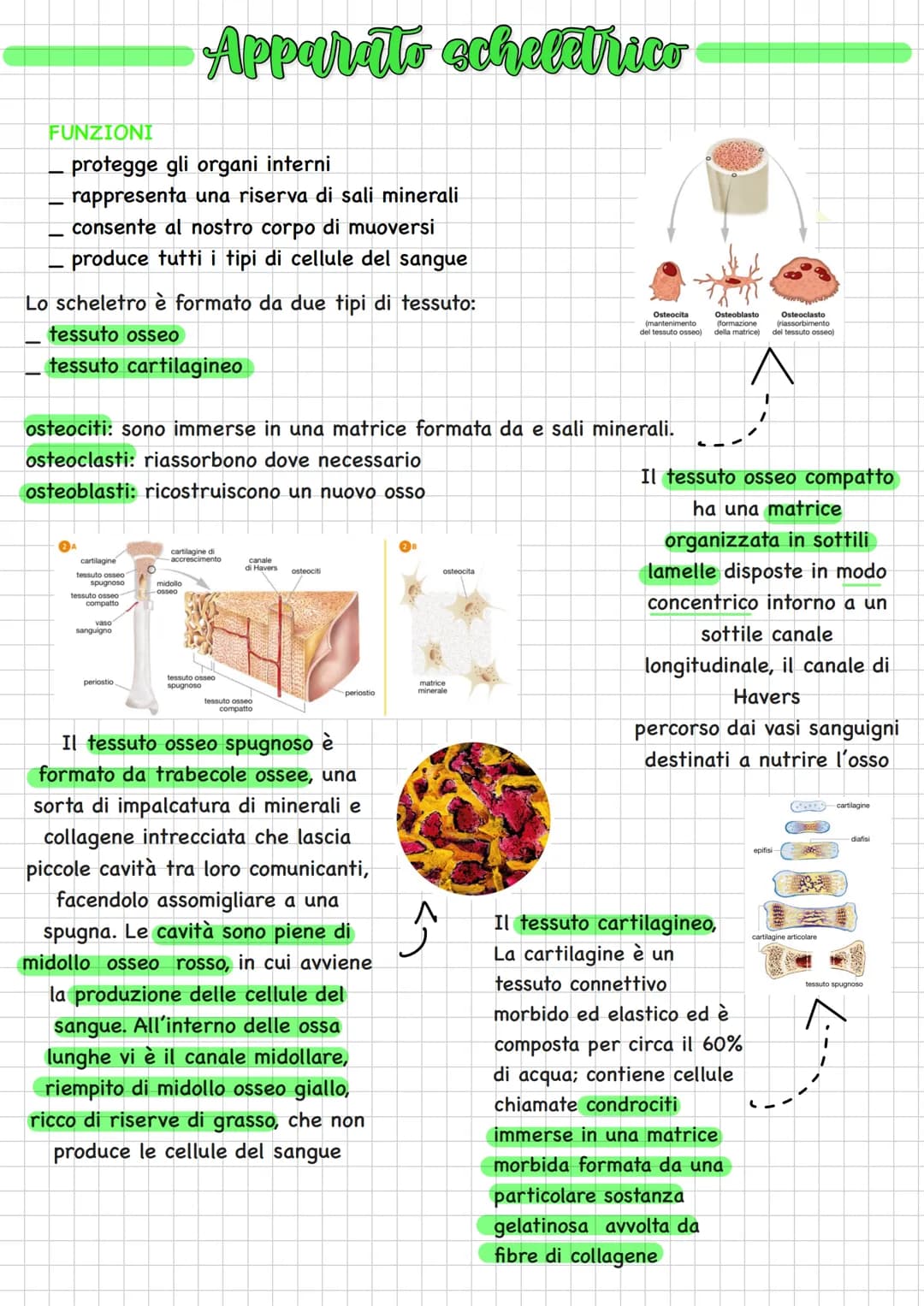 FUNZIONI
protegge gli organi interni
rappresenta una riserva di sali minerali
consente al nostro corpo di muoversi
_ produce tutti i tipi di