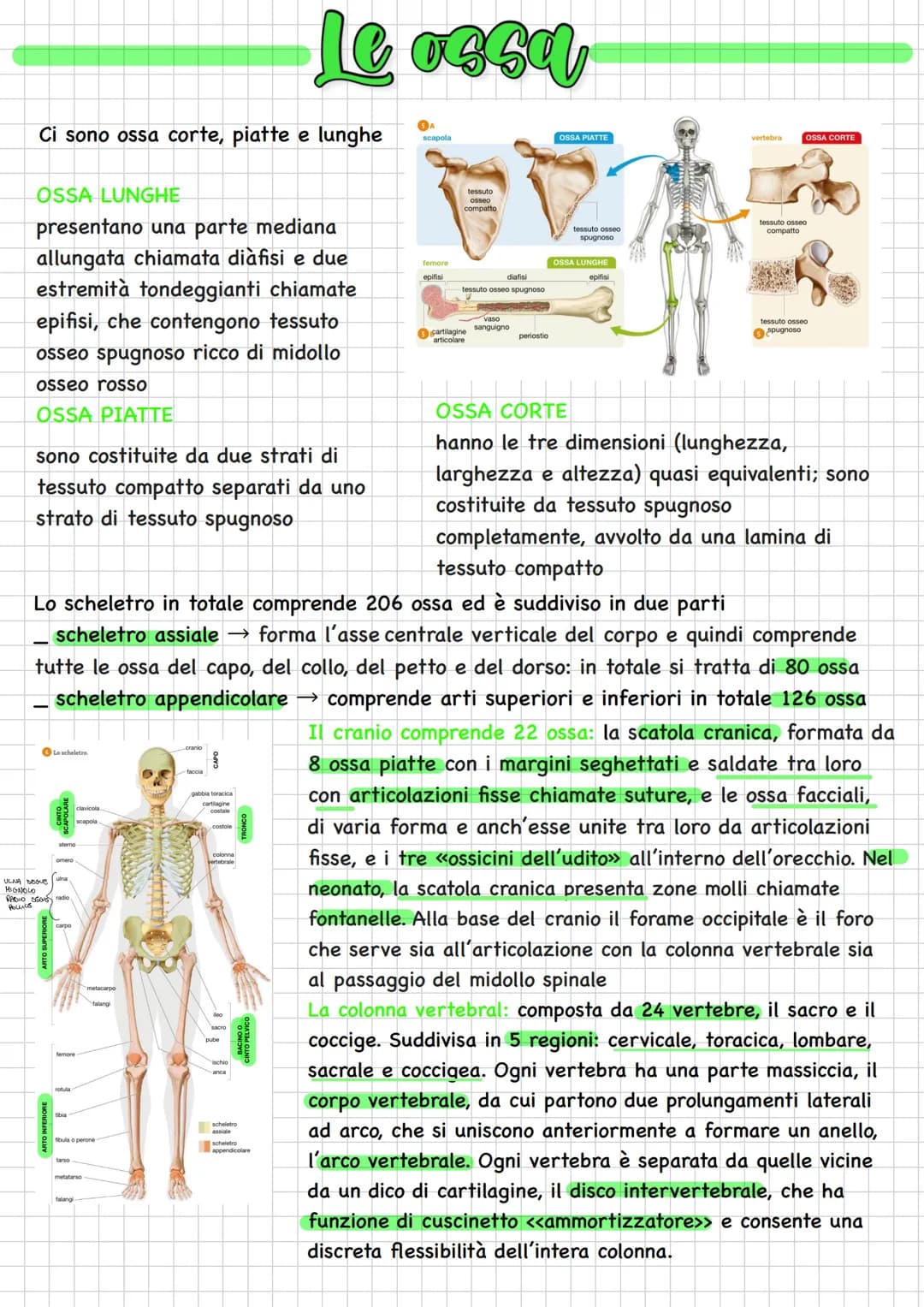 FUNZIONI
protegge gli organi interni
rappresenta una riserva di sali minerali
consente al nostro corpo di muoversi
_ produce tutti i tipi di
