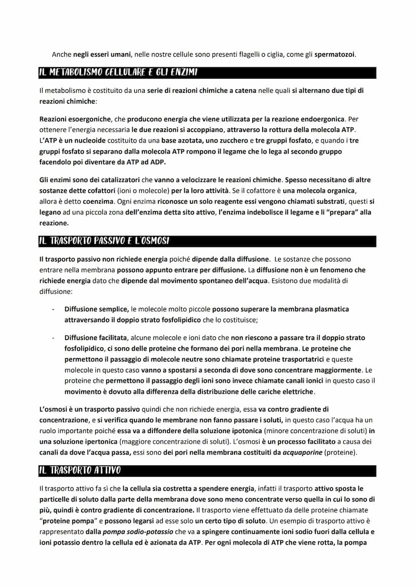 LA CELLULA PROCARIOTICA
Le differenze principali nelle cellule riguardano l'organizzazione del materiale genetico (DNA) e le
dimensioni dell