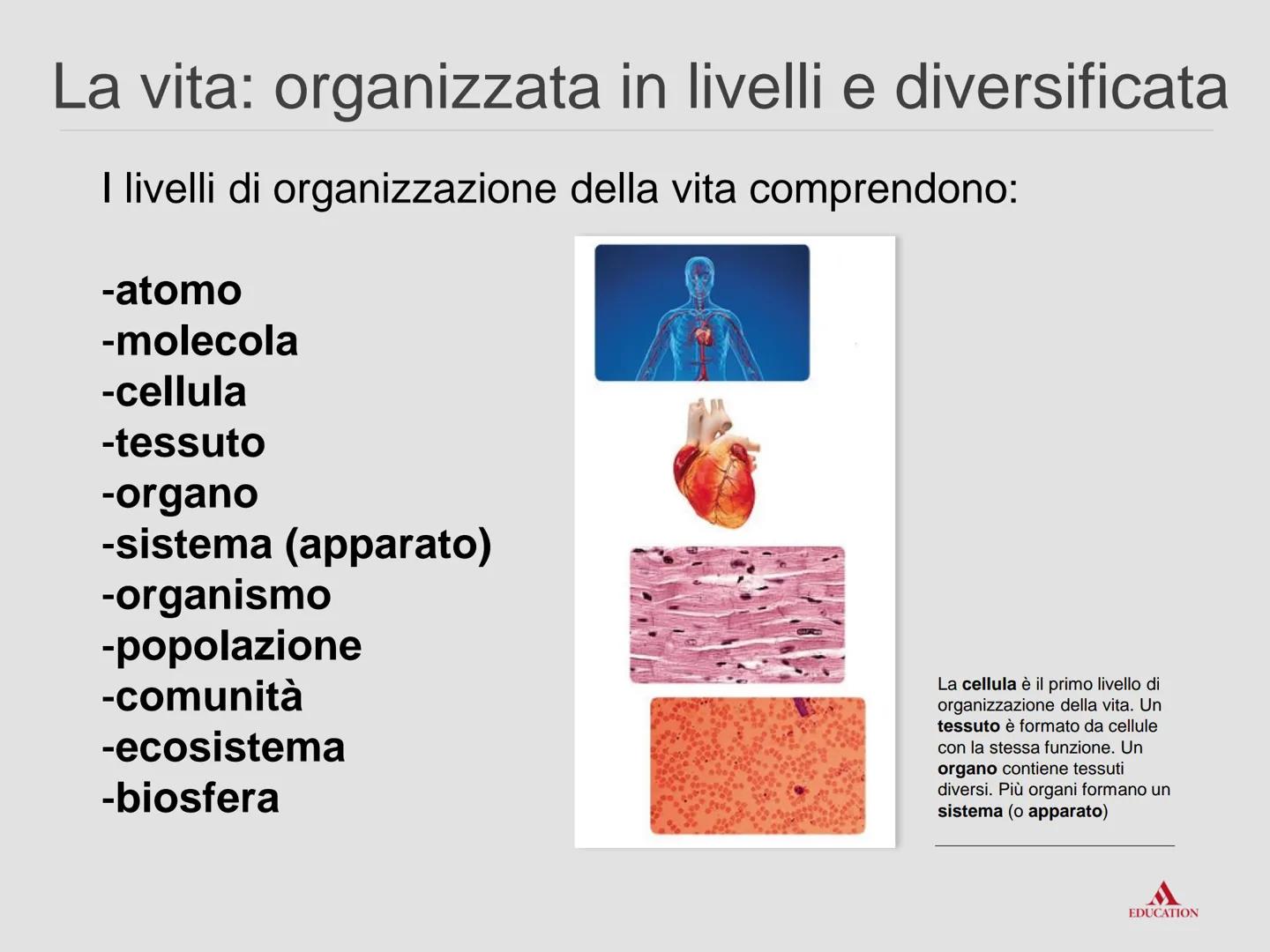 La biologia:
esplorare la vita
www Che cosa chiamiamo vita
EDUCATION La biologia è la scienza che studia il fenomeno
"vita".
La biologia stu