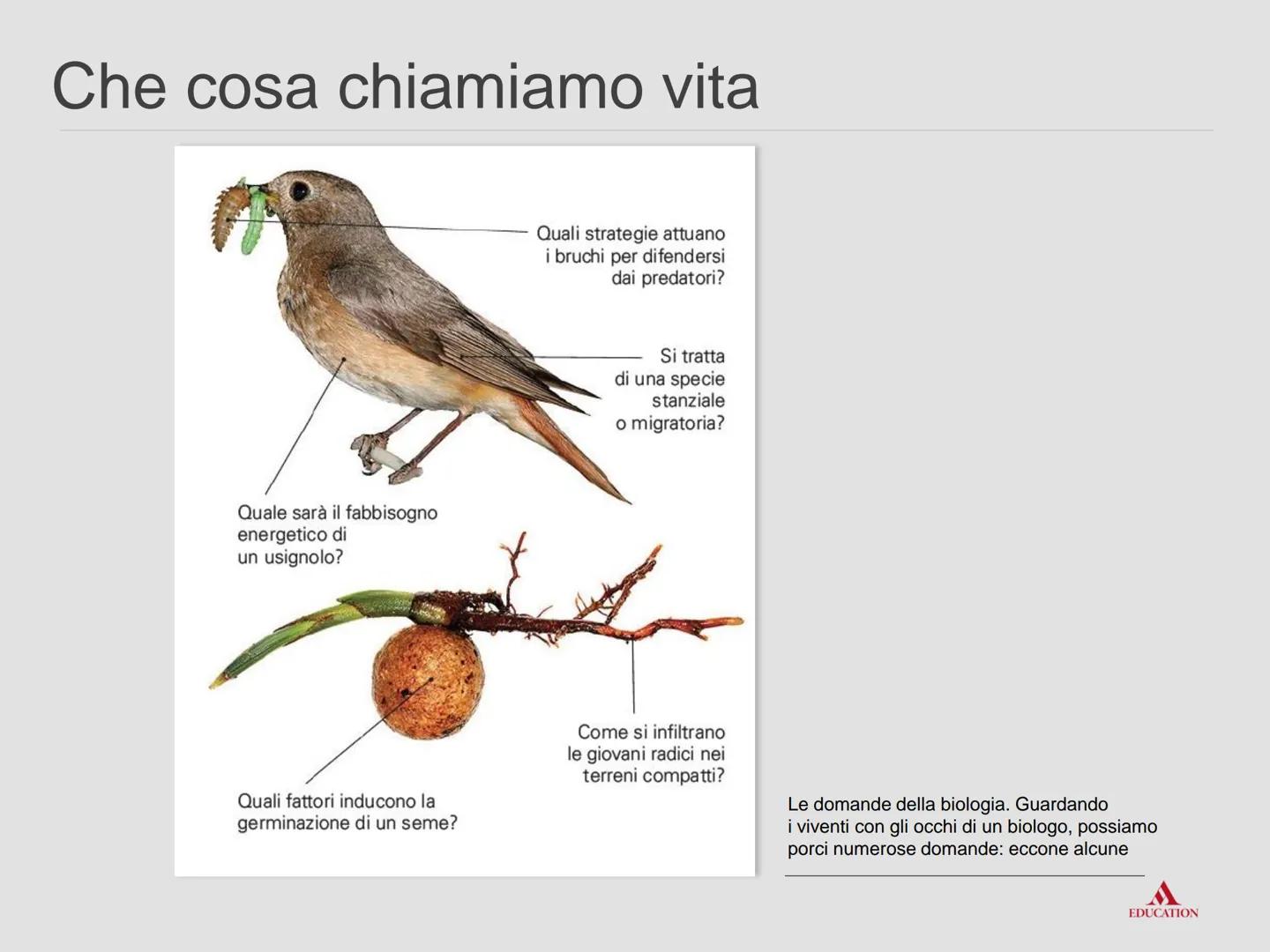 La biologia:
esplorare la vita
www Che cosa chiamiamo vita
EDUCATION La biologia è la scienza che studia il fenomeno
"vita".
La biologia stu