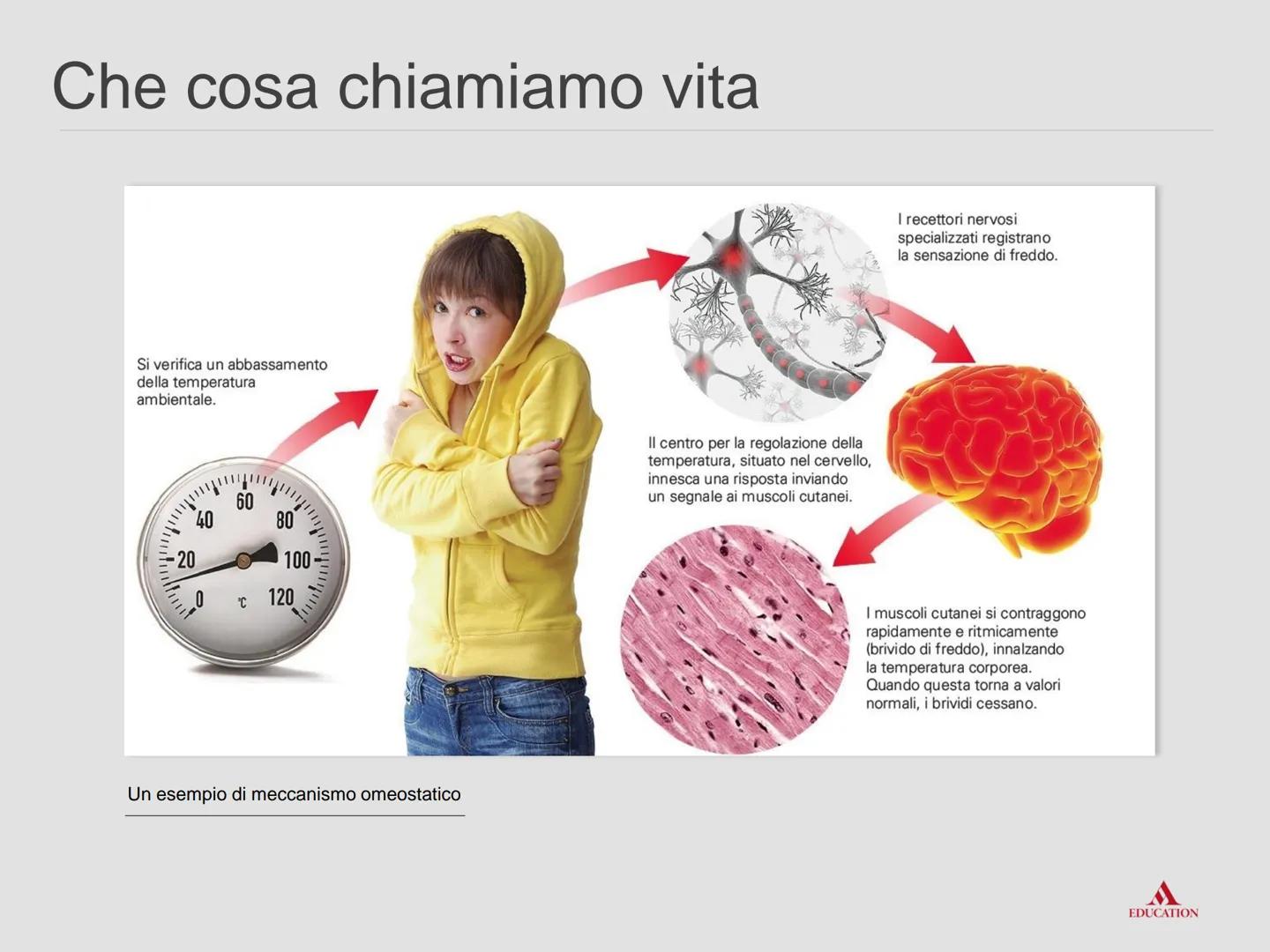 La biologia:
esplorare la vita
www Che cosa chiamiamo vita
EDUCATION La biologia è la scienza che studia il fenomeno
"vita".
La biologia stu