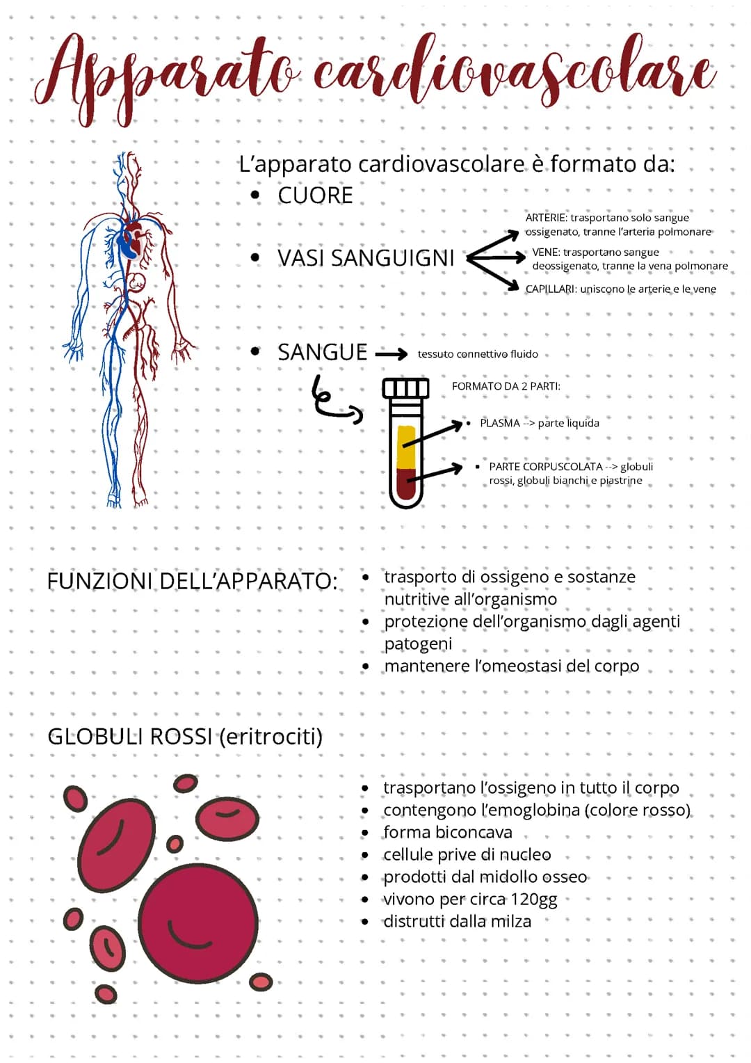 Apparato cardiovascolare