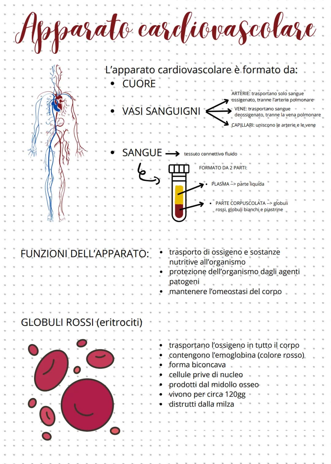 Apparato cardiovascolare
L'apparato cardiovascolare è formato da:
CUORE
VASI SANGUIGNI
V
ARTERIE: trasportano solo sangue
ossigenato, tranne