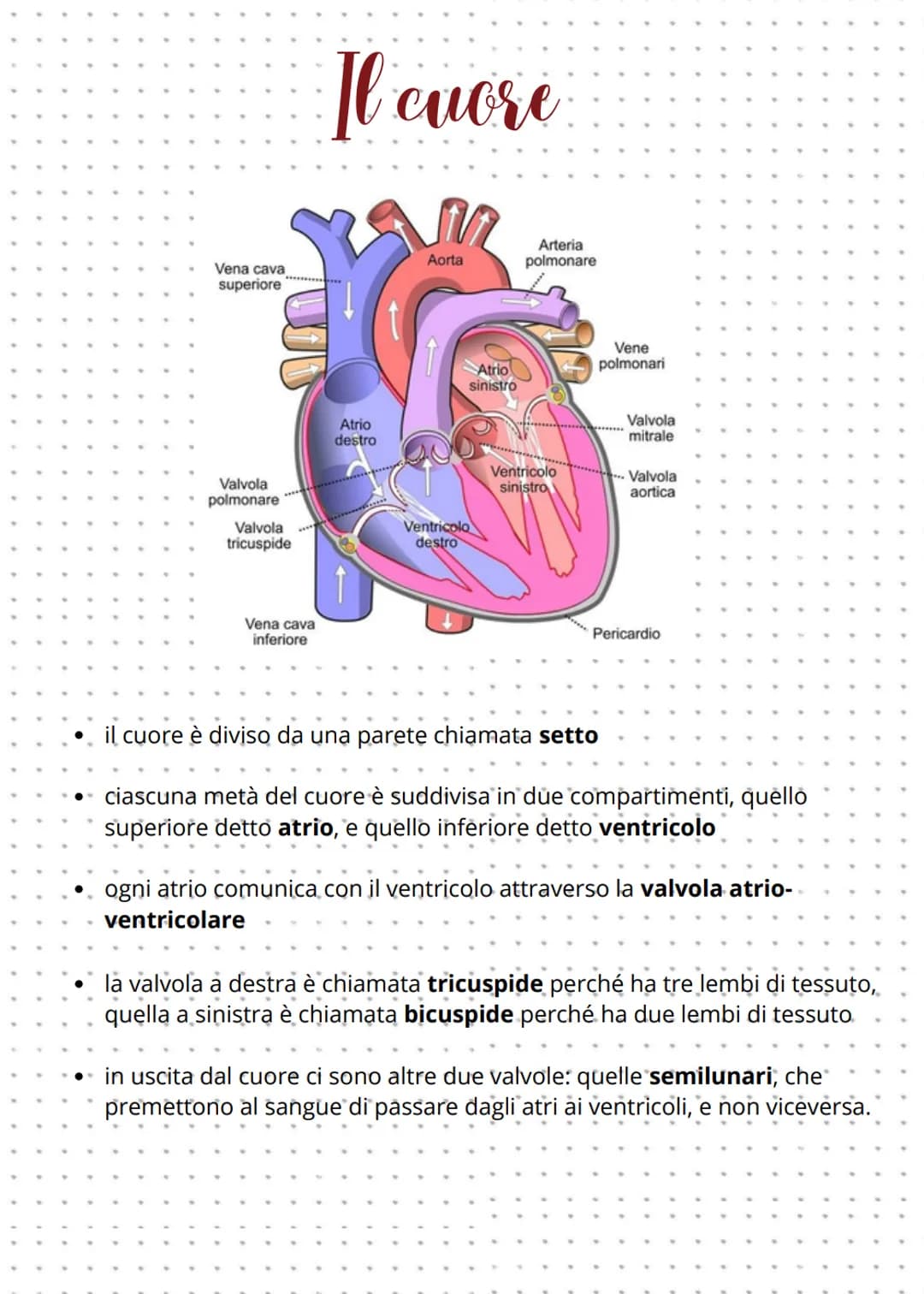 Apparato cardiovascolare
L'apparato cardiovascolare è formato da:
CUORE
VASI SANGUIGNI
V
ARTERIE: trasportano solo sangue
ossigenato, tranne