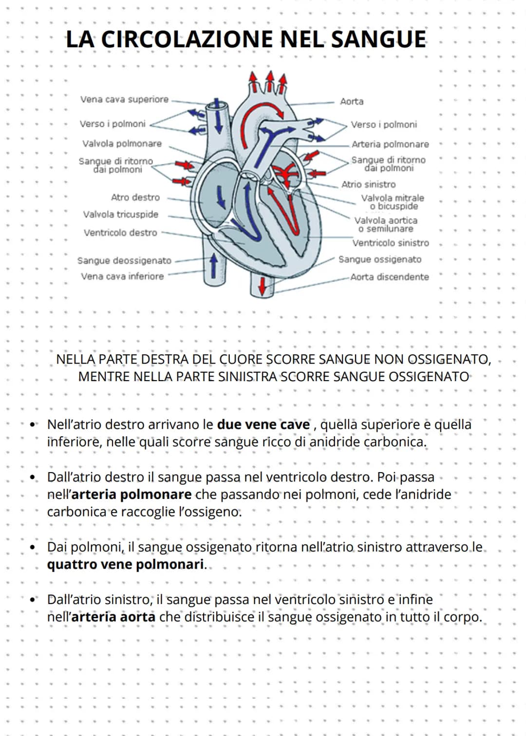 Apparato cardiovascolare
L'apparato cardiovascolare è formato da:
CUORE
VASI SANGUIGNI
V
ARTERIE: trasportano solo sangue
ossigenato, tranne