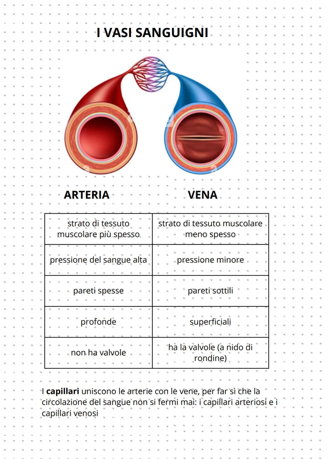 Apparato cardiovascolare
L'apparato cardiovascolare è formato da:
CUORE
VASI SANGUIGNI
V
ARTERIE: trasportano solo sangue
ossigenato, tranne
