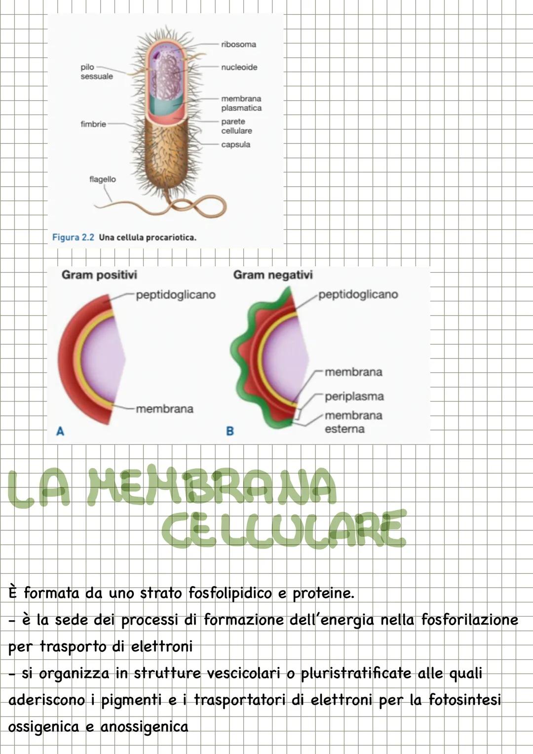 # CHECOS'E LA
MICROBIOLOGIA

La microbiologia è la scienza che studia i microrganismi, distribuiti nei
tre domini: Archea, dei Bacteria e de