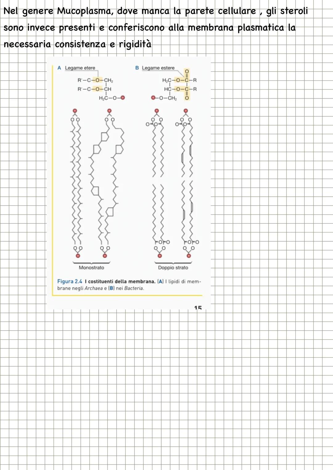 # CHECOS'E LA
MICROBIOLOGIA

La microbiologia è la scienza che studia i microrganismi, distribuiti nei
tre domini: Archea, dei Bacteria e de