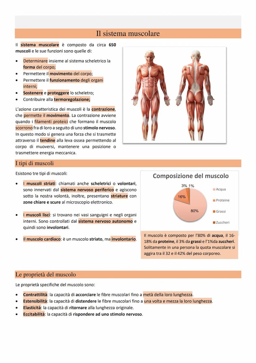 Il sistema muscolare Il sistema muscolare è composto da circa 650
muscoli e le sue funzioni sono quelle di:
● Determinare insieme al sistema