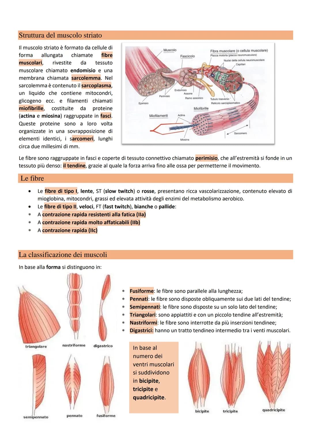 Il sistema muscolare Il sistema muscolare è composto da circa 650
muscoli e le sue funzioni sono quelle di:
● Determinare insieme al sistema