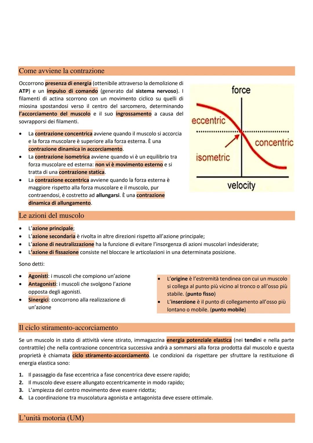 Il sistema muscolare Il sistema muscolare è composto da circa 650
muscoli e le sue funzioni sono quelle di:
● Determinare insieme al sistema