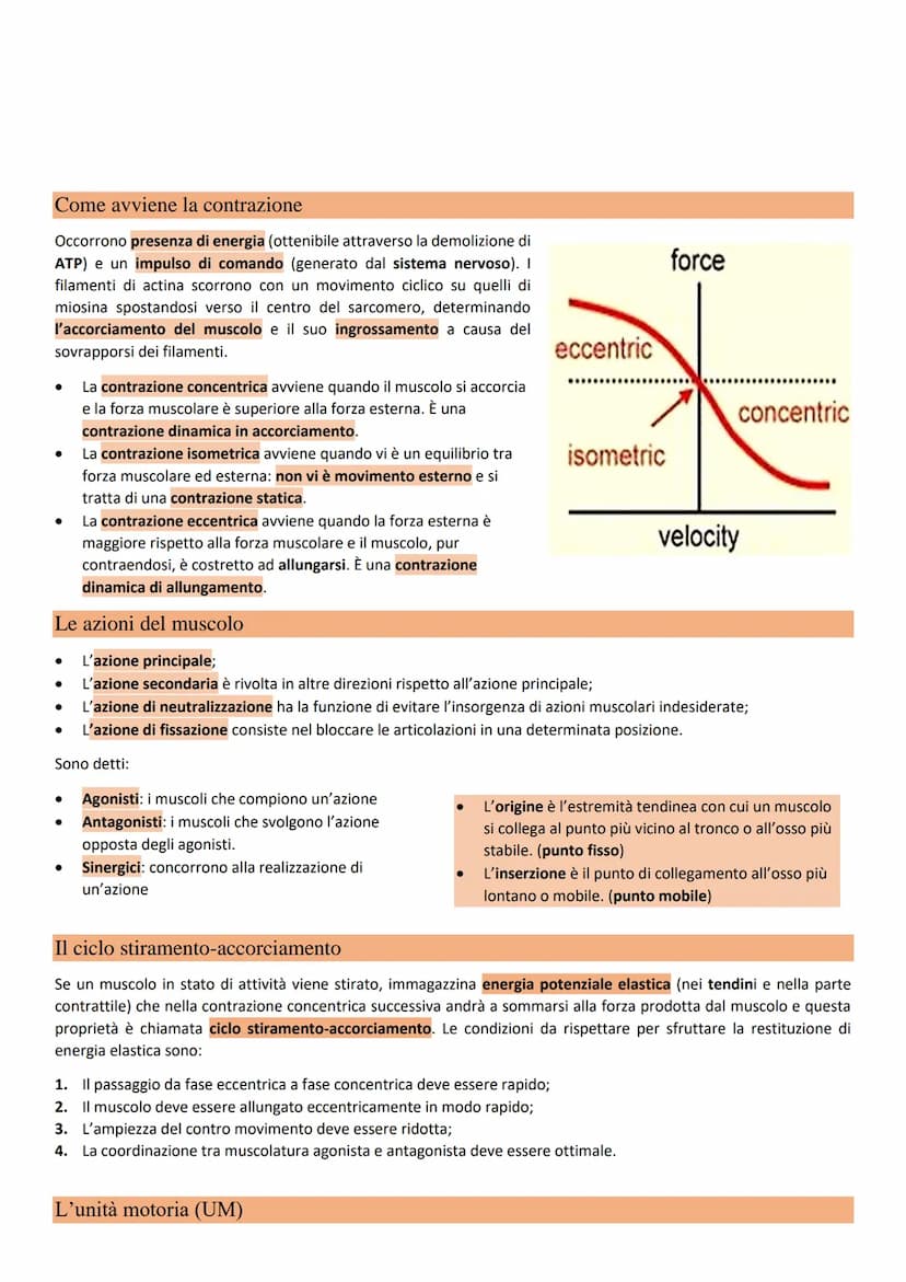 Il sistema muscolare Il sistema muscolare è composto da circa 650
muscoli e le sue funzioni sono quelle di:
● Determinare insieme al sistema