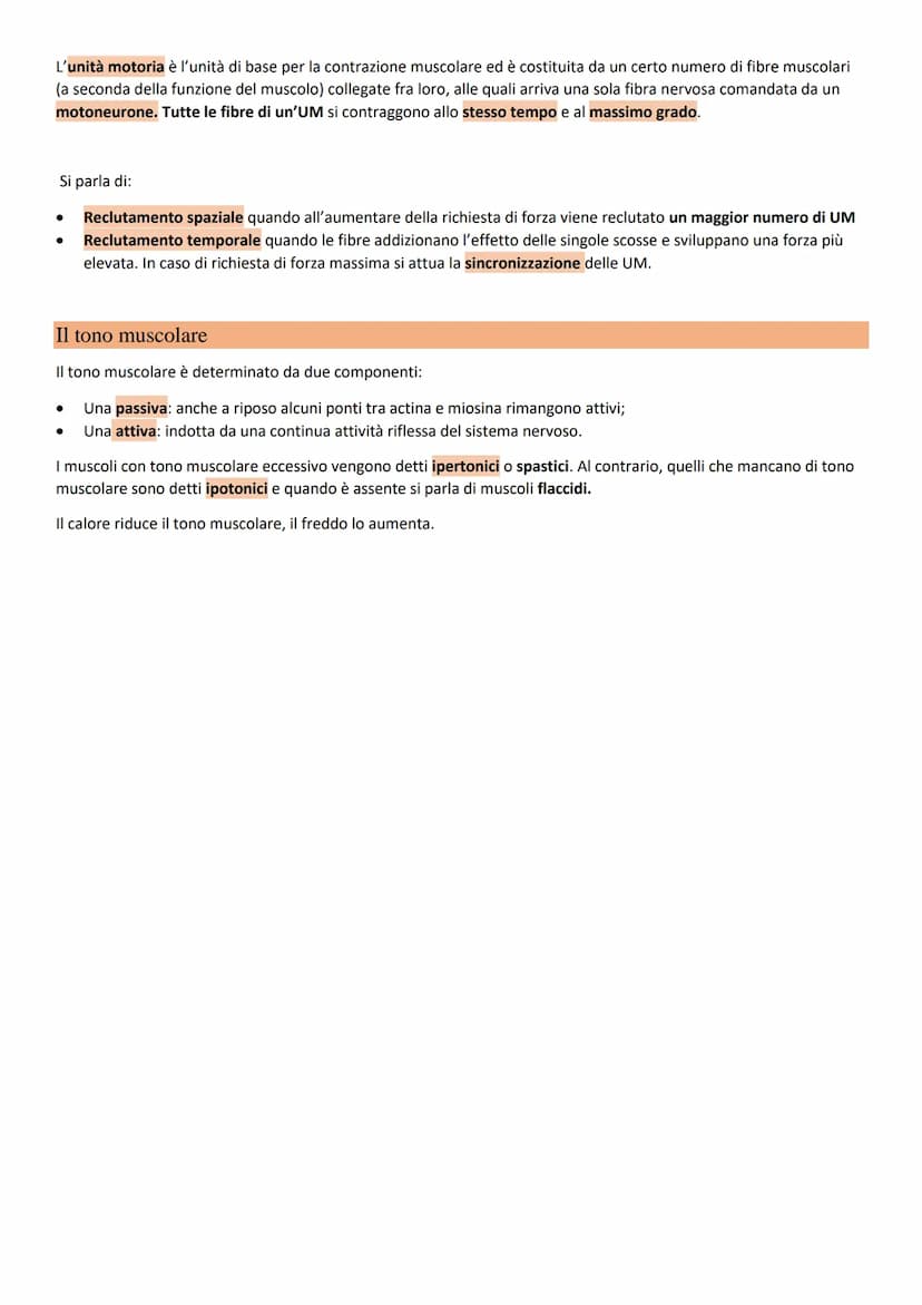 Il sistema muscolare Il sistema muscolare è composto da circa 650
muscoli e le sue funzioni sono quelle di:
● Determinare insieme al sistema