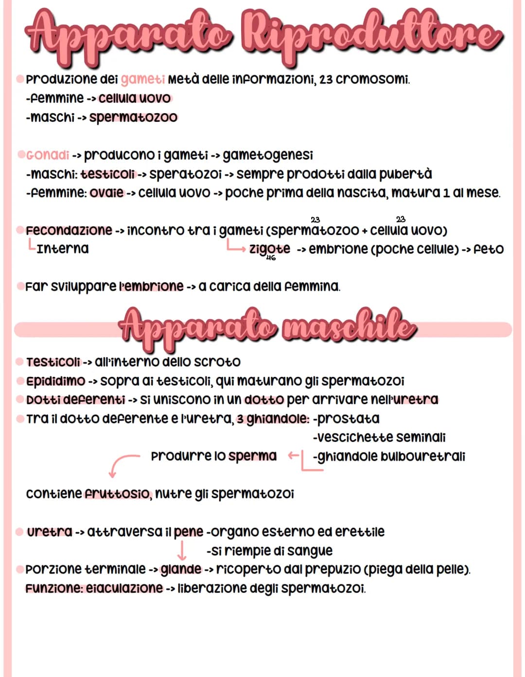Apparato Riproduttore
produzione dei gameti metà delle informazioni, 23 cromosomi.
-Femmine -> cellula uovo
-maschi -> spermatozoo
Gonadi ->