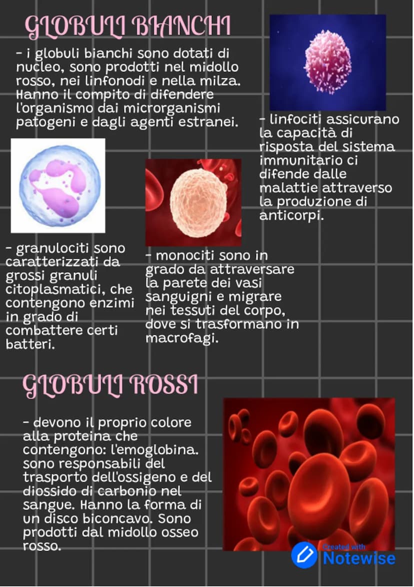 ILSANGUE
l'apparato circolatorio é formato da tre componenti
che lavorano, insieme: il cuore, il sangue e i vasi
sanguigni
LE FUNZIONI DEL S