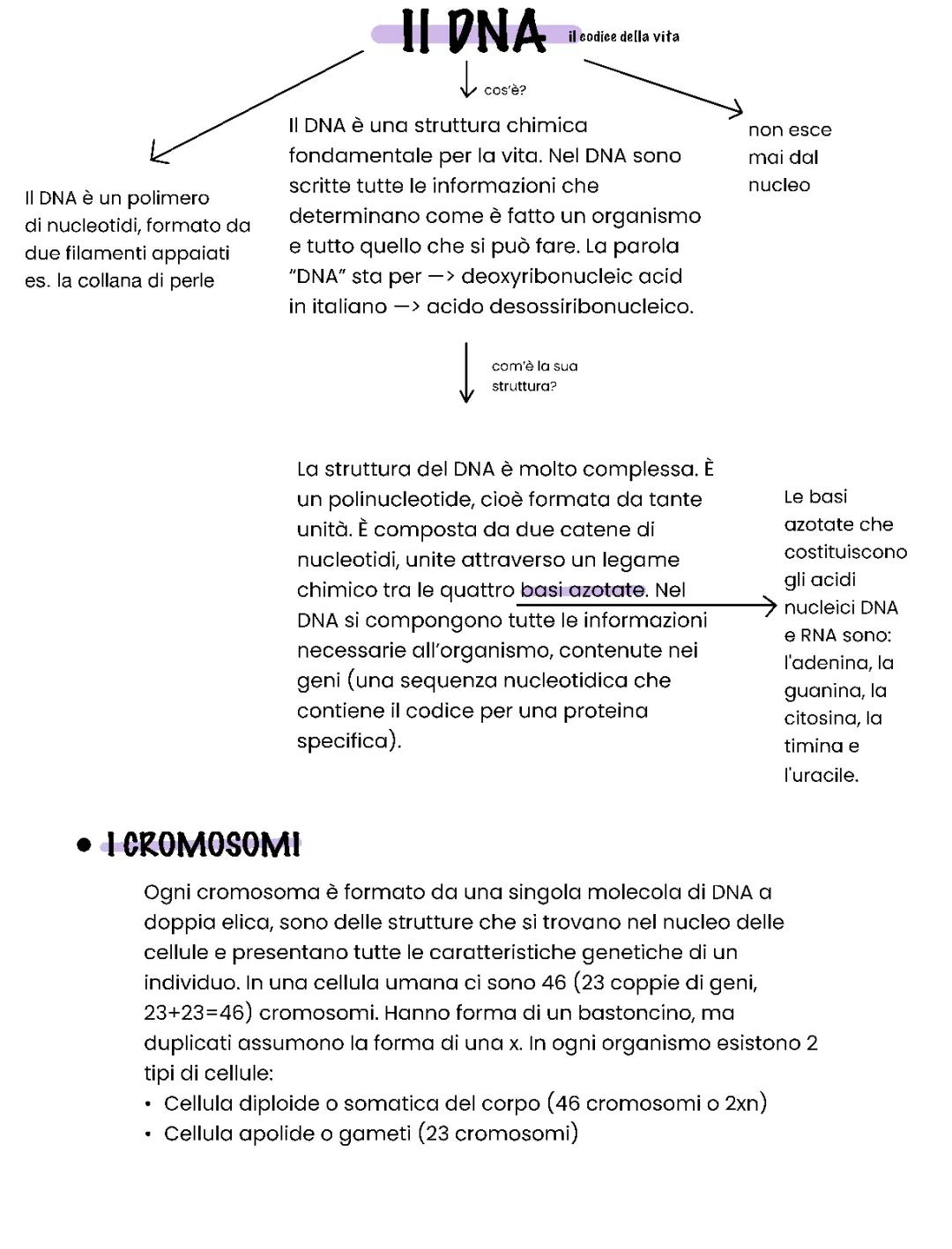 Cos'è il DNA in Parole Semplici: DNA Struttura, Significato e Cromosomi