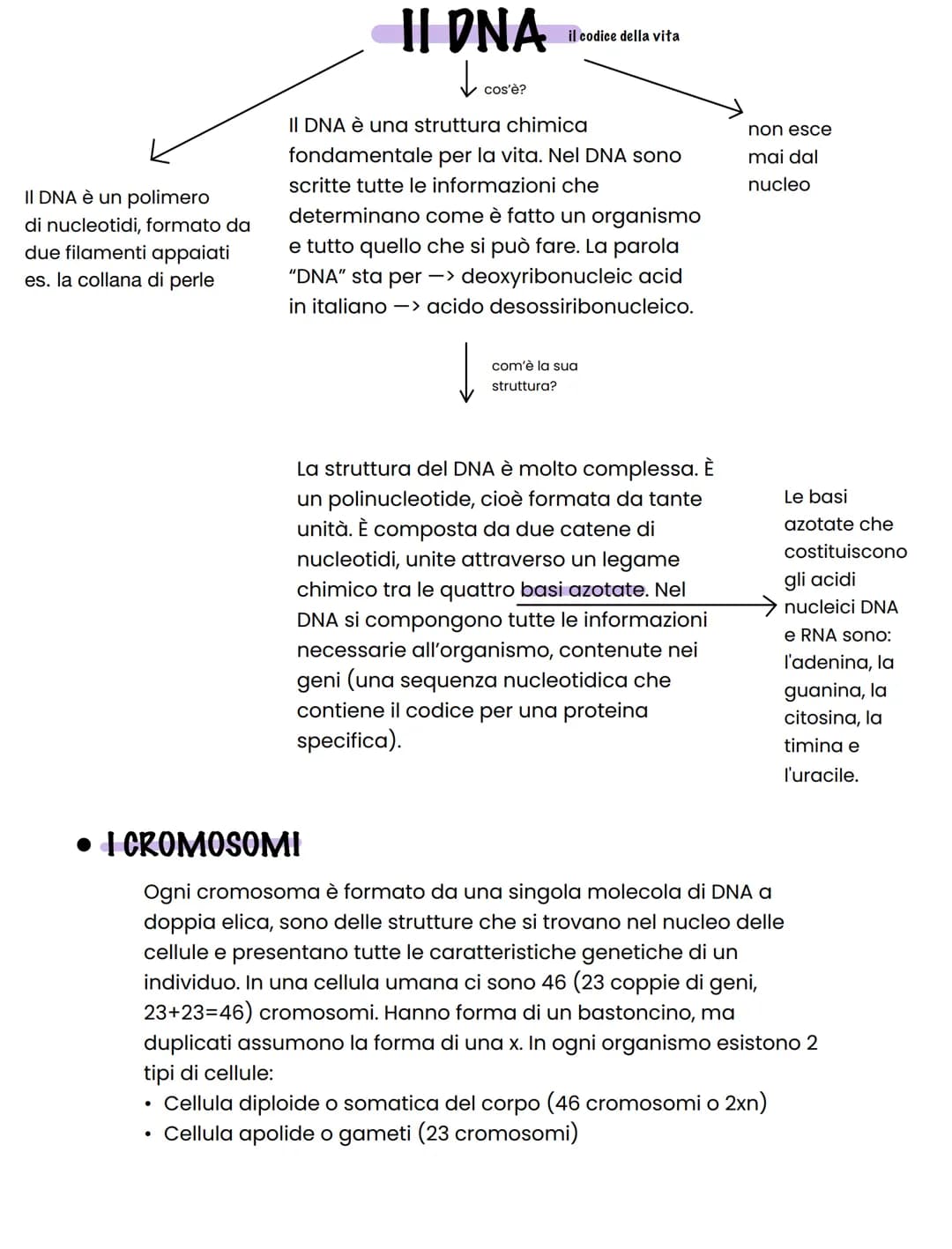 Il DNA è un polimero
di nucleotidi, formato da
due filamenti appaiati
es. la collana di perle
II DNA
do
cos'è?
il codice della vita
Il DNA è