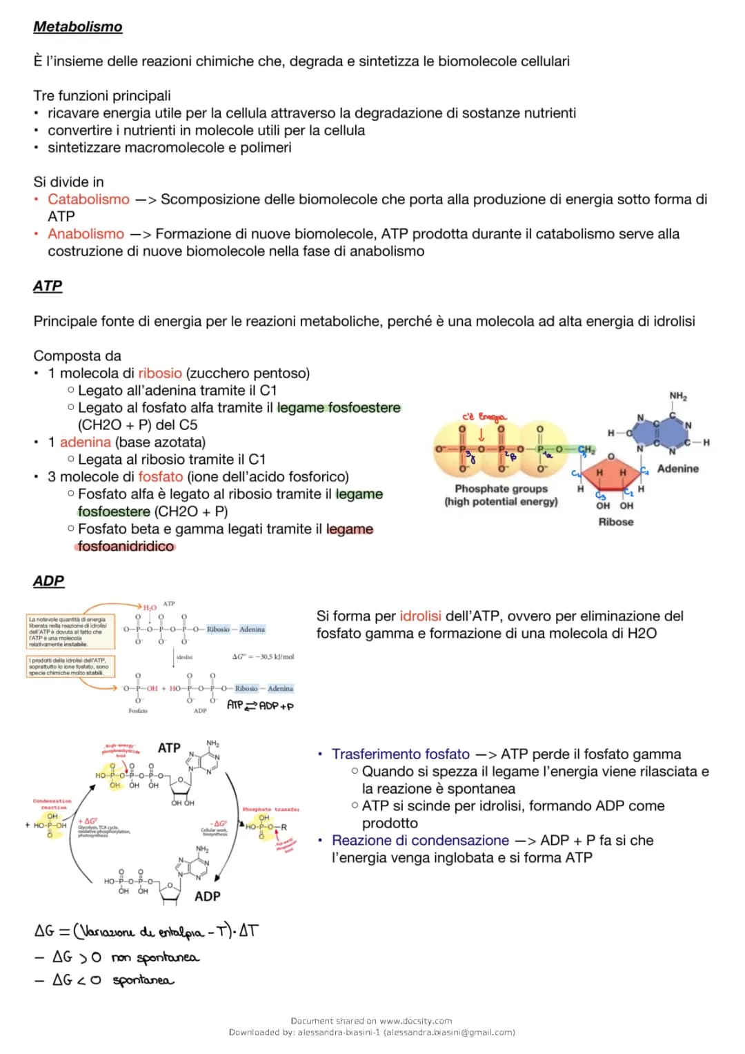 Metabolismo umano