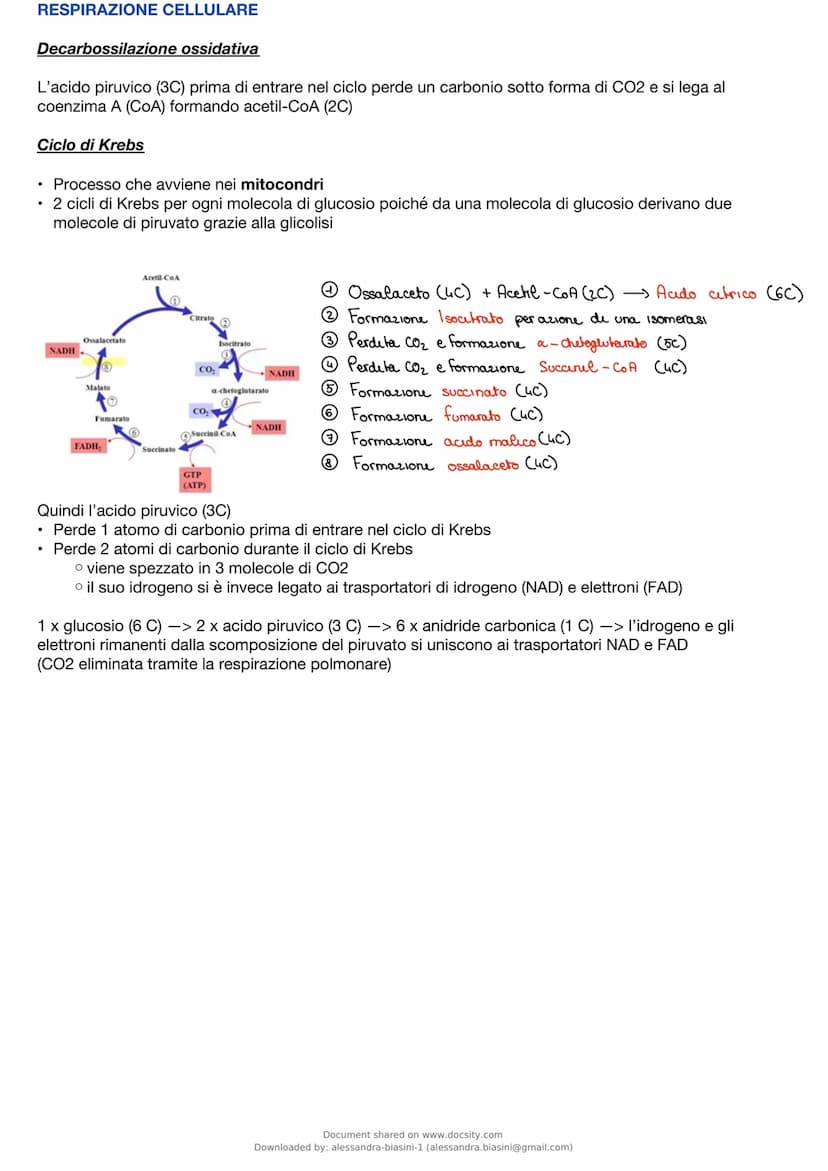 Metabolismo
È l'insieme delle reazioni chimiche che, degrada e sintetizza le biomolecole cellulari
Tre funzioni principali
• ricavare energi