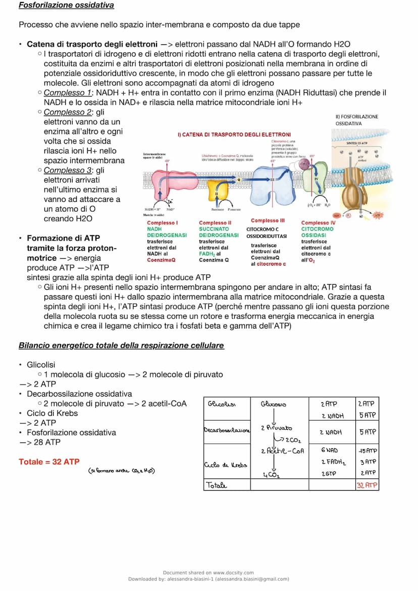 Metabolismo
È l'insieme delle reazioni chimiche che, degrada e sintetizza le biomolecole cellulari
Tre funzioni principali
• ricavare energi