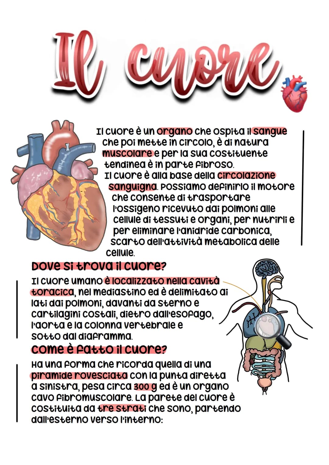 Il cuore.
Il cuore è un organo che ospita il sangue
che poi mette in circolo, è di natura
muscolare e per la sua costituente
tendinea è in p
