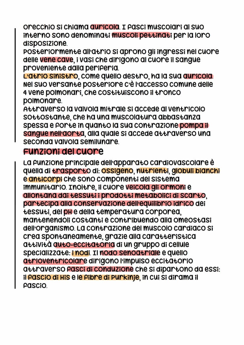 Il cuore.
Il cuore è un organo che ospita il sangue
che poi mette in circolo, è di natura
muscolare e per la sua costituente
tendinea è in p
