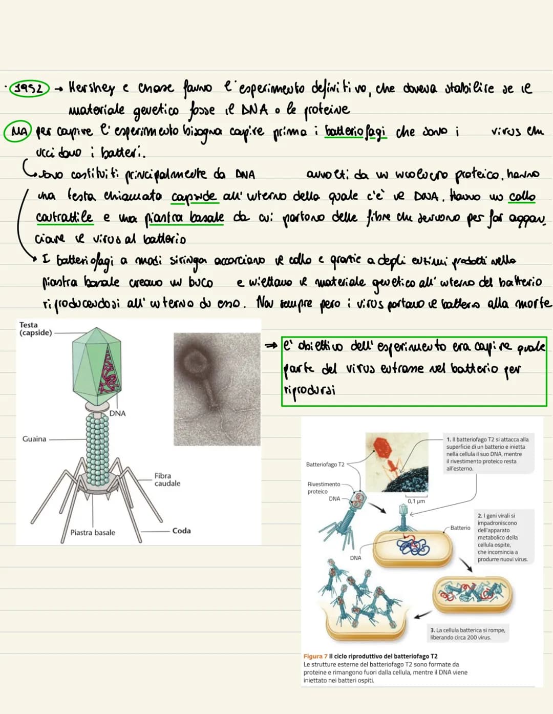 DNA
1869
→ examinando del pus all' uuterno di beude, Miescher wdividua una sostanze microsco
pica. Visto che era presente all' wherno del Nu
