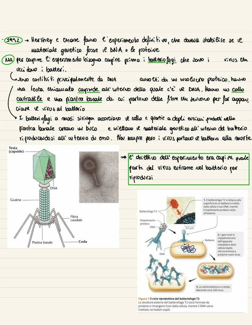DNA
1869
→ examinando del pus all' uuterno di beude, Miescher wdividua una sostanze microsco
pica. Visto che era presente all' wherno del Nu