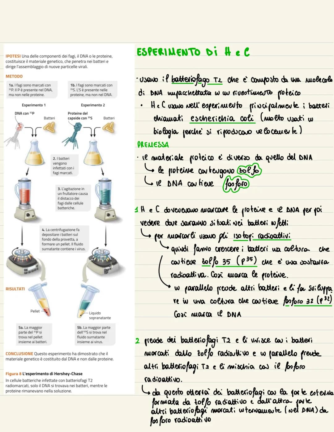 DNA
1869
→ examinando del pus all' uuterno di beude, Miescher wdividua una sostanze microsco
pica. Visto che era presente all' wherno del Nu