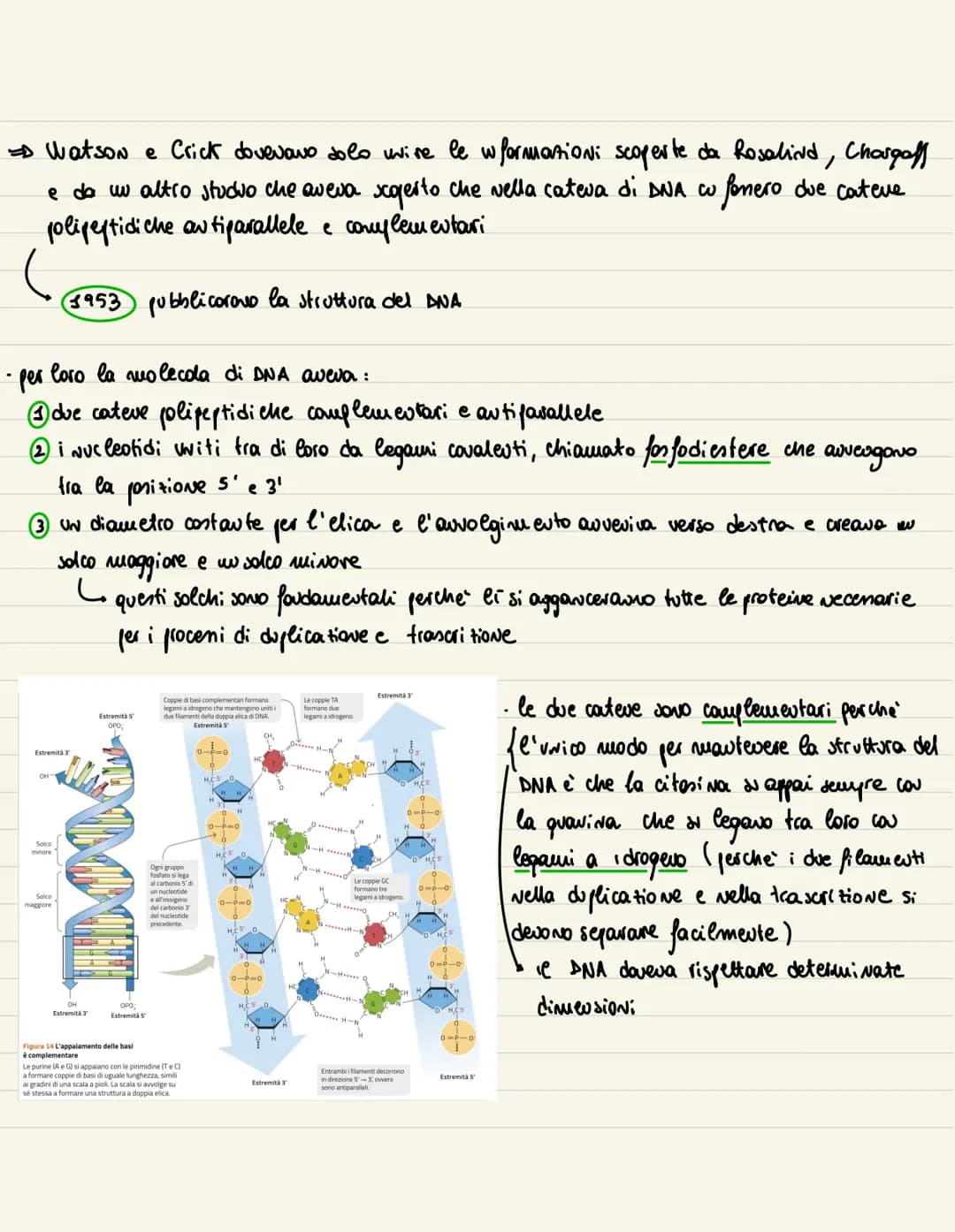DNA
1869
→ examinando del pus all' uuterno di beude, Miescher wdividua una sostanze microsco
pica. Visto che era presente all' wherno del Nu