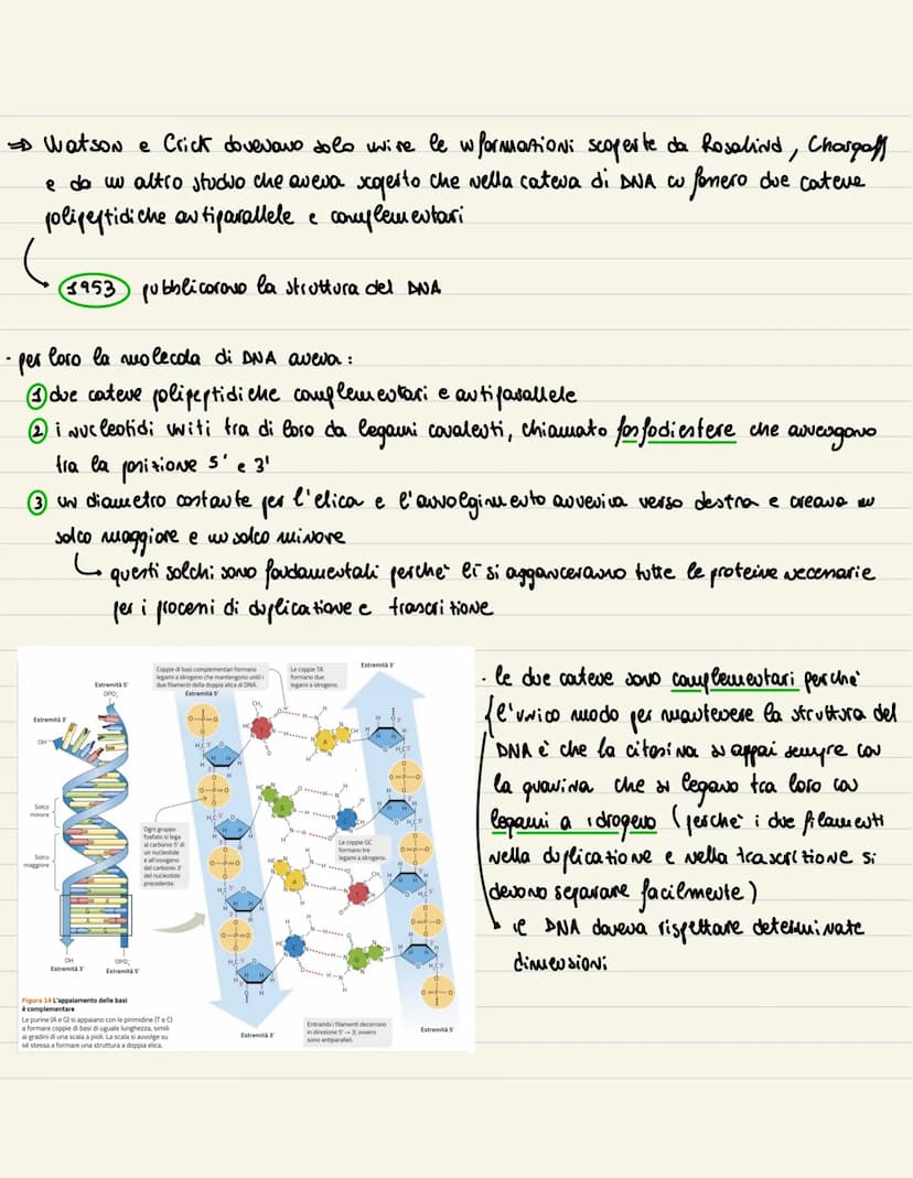 DNA
1869
→ examinando del pus all' uuterno di beude, Miescher wdividua una sostanze microsco
pica. Visto che era presente all' wherno del Nu