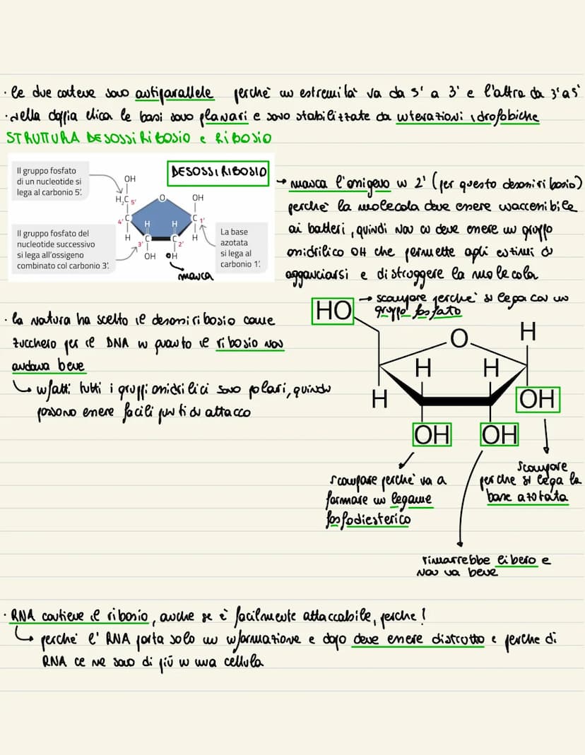 DNA
1869
→ examinando del pus all' uuterno di beude, Miescher wdividua una sostanze microsco
pica. Visto che era presente all' wherno del Nu