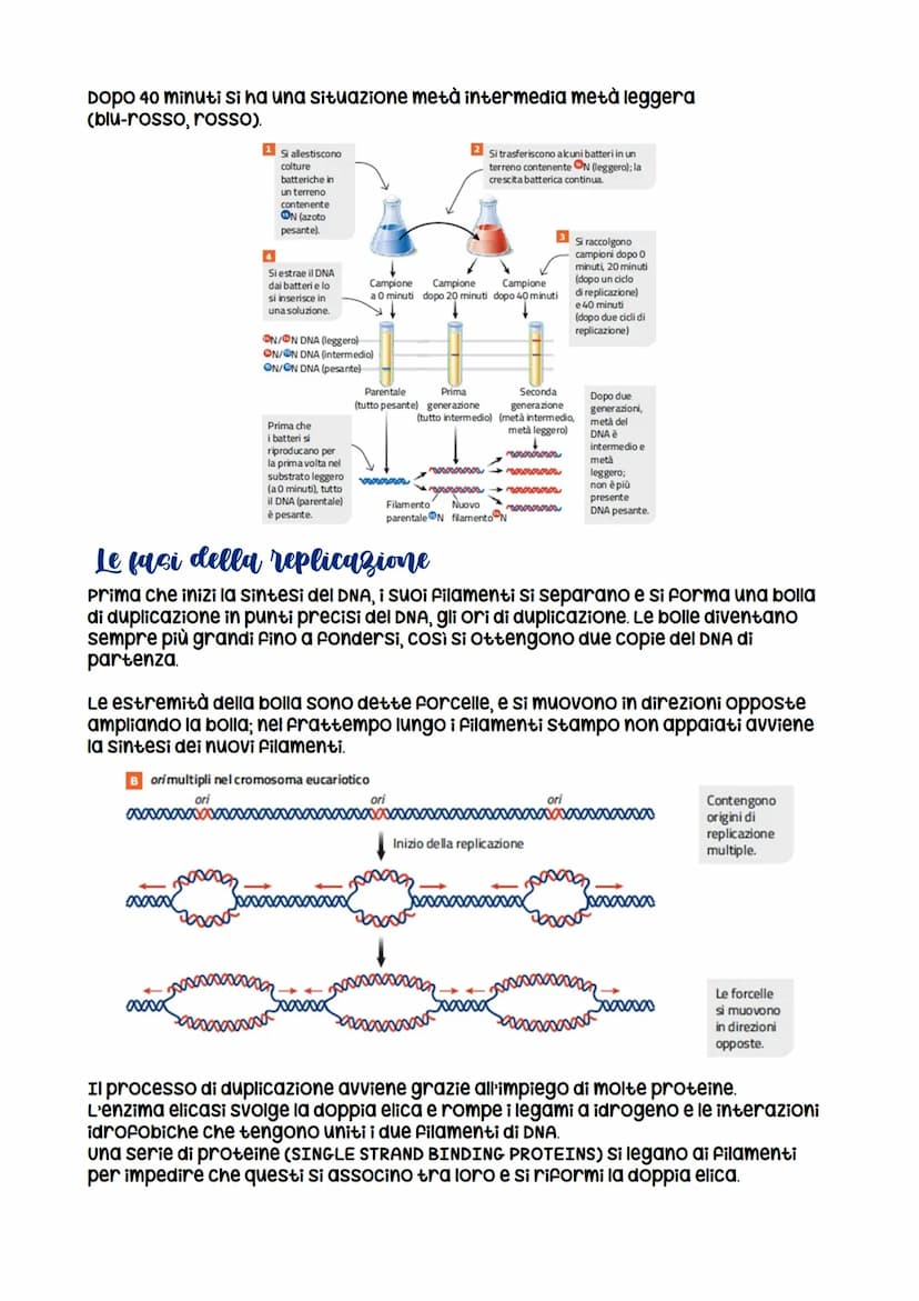 La replicazione di DNA
La molecola di DNA è in grado di replicare sé stessa
Il primo esperimento per capire come il materiale genetico si re