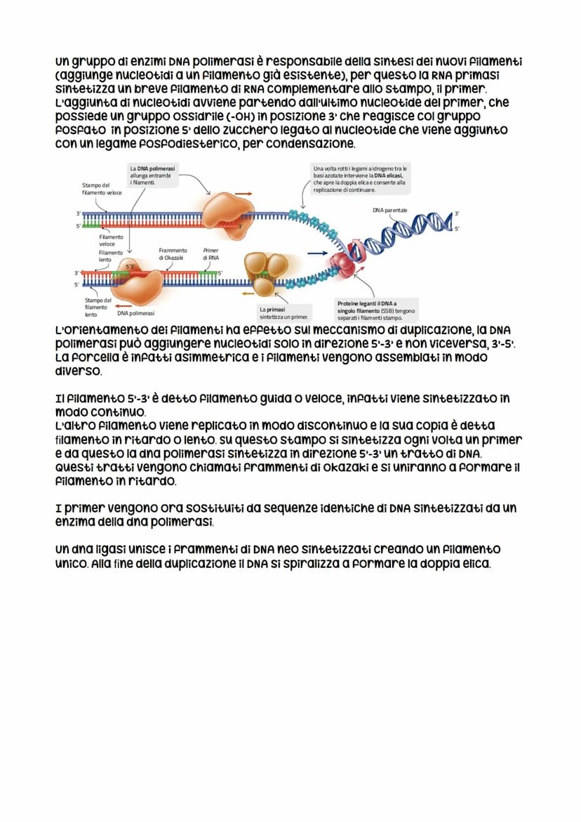 La replicazione di DNA
La molecola di DNA è in grado di replicare sé stessa
Il primo esperimento per capire come il materiale genetico si re