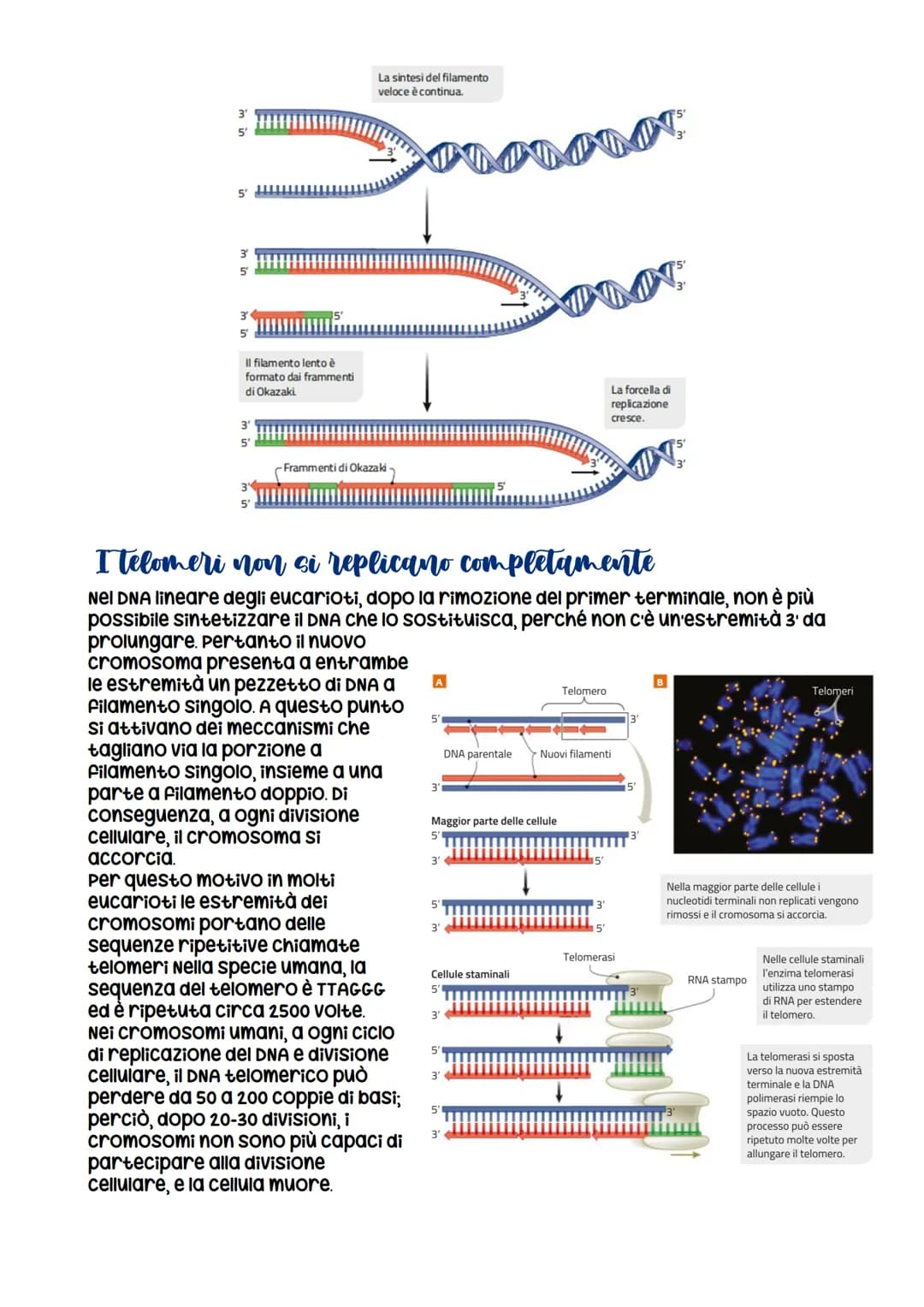 La replicazione di DNA
La molecola di DNA è in grado di replicare sé stessa
Il primo esperimento per capire come il materiale genetico si re