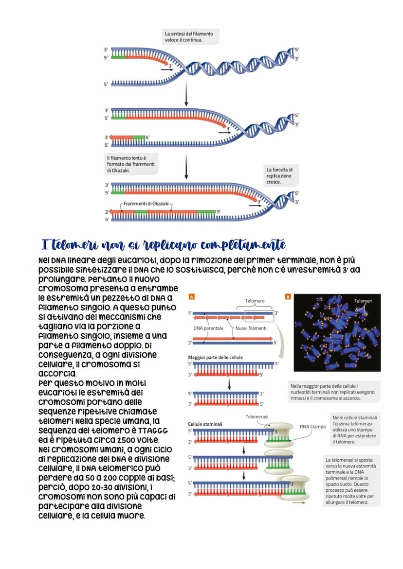 La replicazione di DNA
La molecola di DNA è in grado di replicare sé stessa
Il primo esperimento per capire come il materiale genetico si re
