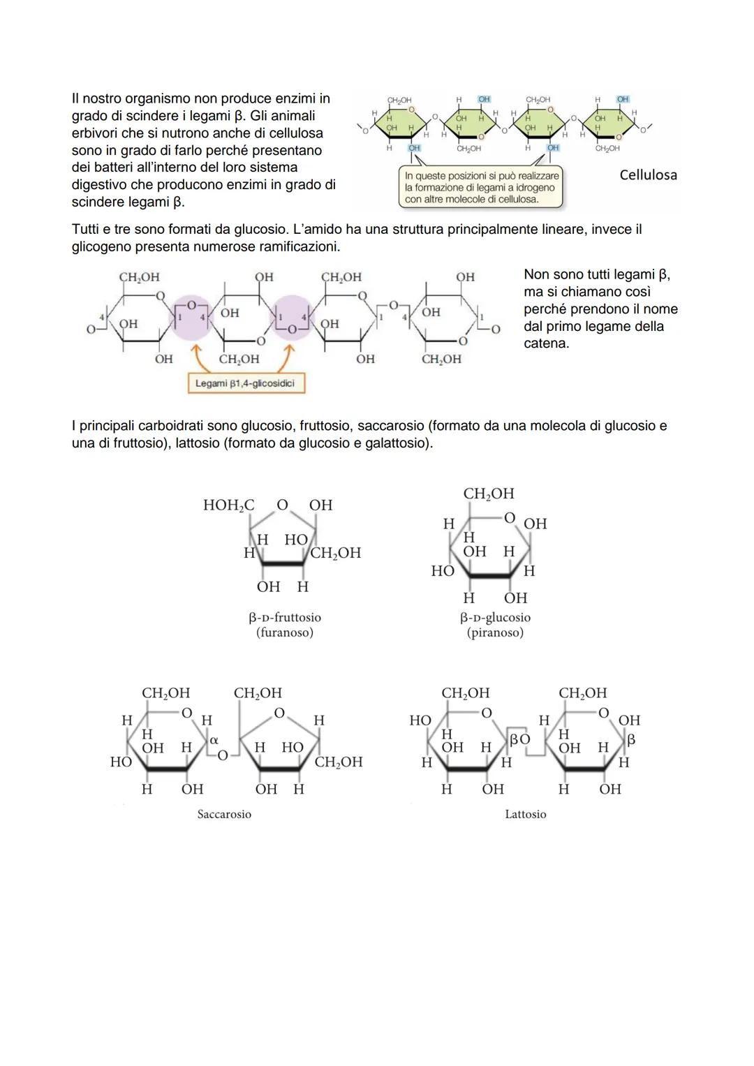 I carboidrati si suddividono in 4 gruppi in base alla complessità della loro struttura:
monosaccaridi (costituiti da un'unica molecola di ca