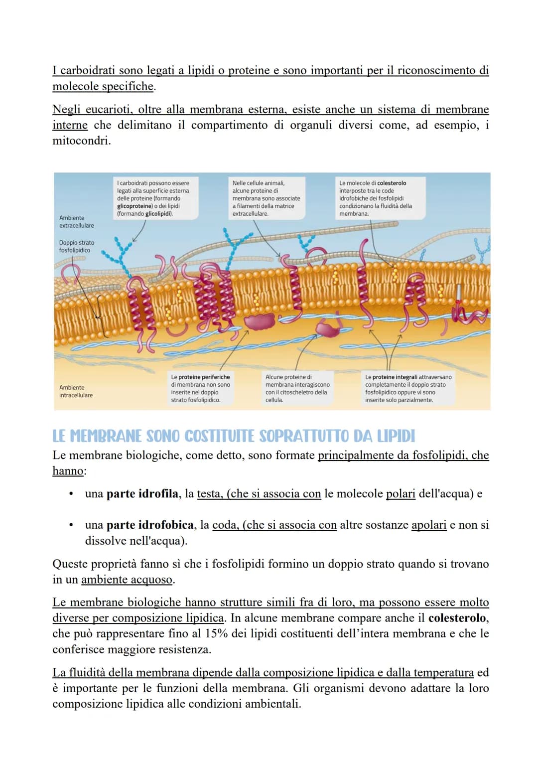 IL RAPPORTO TRA SUPERFICIE E VOLUME DELLE CELLULE
Le cellule sono la più piccola unità di vita di un organismo. Contengono diverse
molecole 