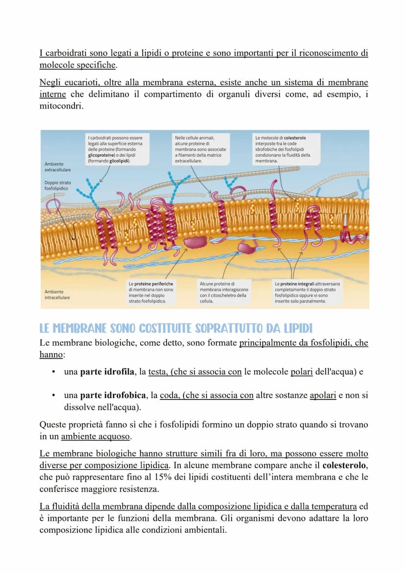 IL RAPPORTO TRA SUPERFICIE E VOLUME DELLE CELLULE
Le cellule sono la più piccola unità di vita di un organismo. Contengono diverse
molecole 