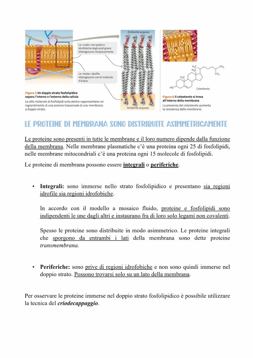 IL RAPPORTO TRA SUPERFICIE E VOLUME DELLE CELLULE
Le cellule sono la più piccola unità di vita di un organismo. Contengono diverse
molecole 