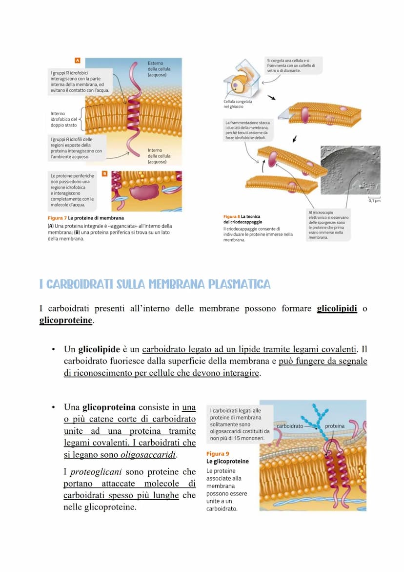 IL RAPPORTO TRA SUPERFICIE E VOLUME DELLE CELLULE
Le cellule sono la più piccola unità di vita di un organismo. Contengono diverse
molecole 