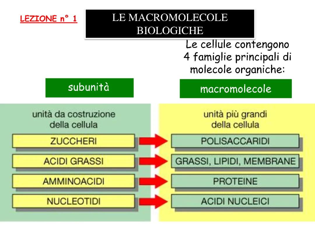 Macromolecole Biologiche: Appunti e Presentazione per lo Studio