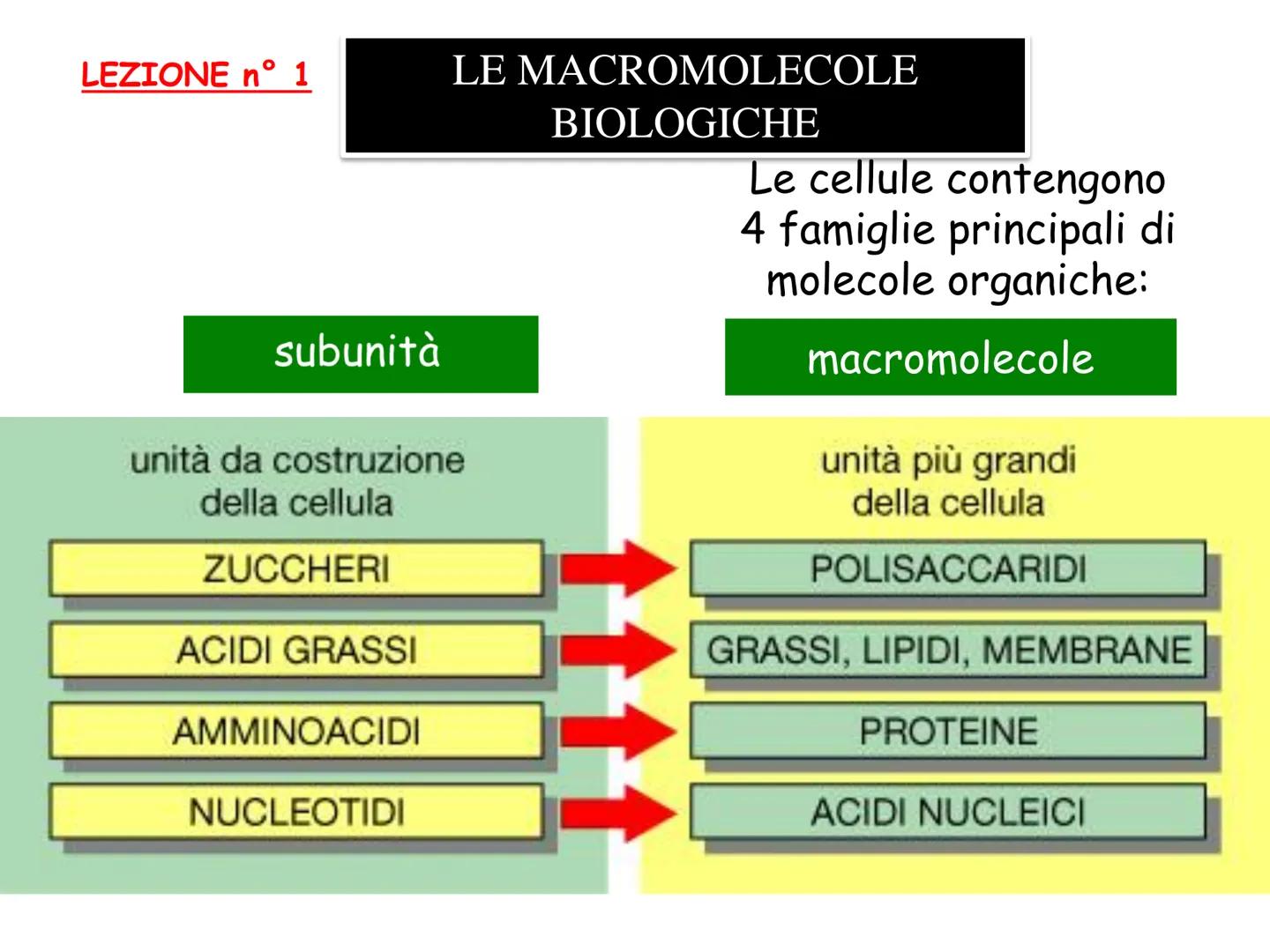 LEZIONE n° 1
subunità
unità da costruzione
della cellula
ZUCCHERI
ACIDI GRASSI
LE MACROMOLECOLE
BIOLOGICHE
AMMINOACIDI
NUCLEOTIDI
Le cellule