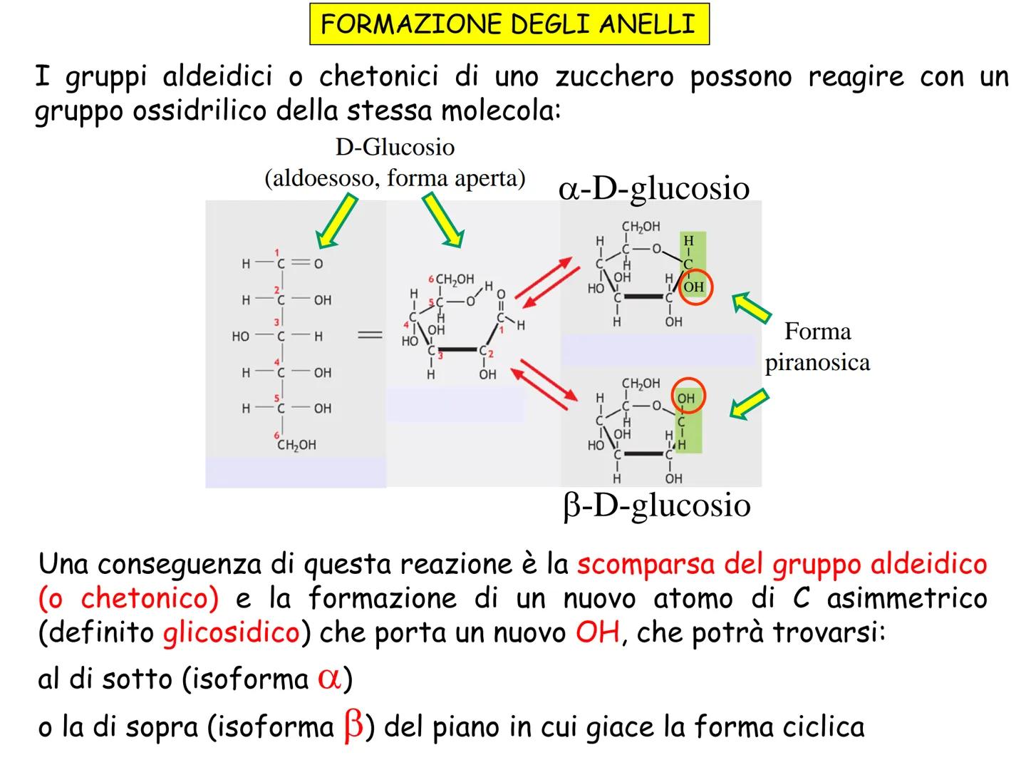 LEZIONE n° 1
subunità
unità da costruzione
della cellula
ZUCCHERI
ACIDI GRASSI
LE MACROMOLECOLE
BIOLOGICHE
AMMINOACIDI
NUCLEOTIDI
Le cellule