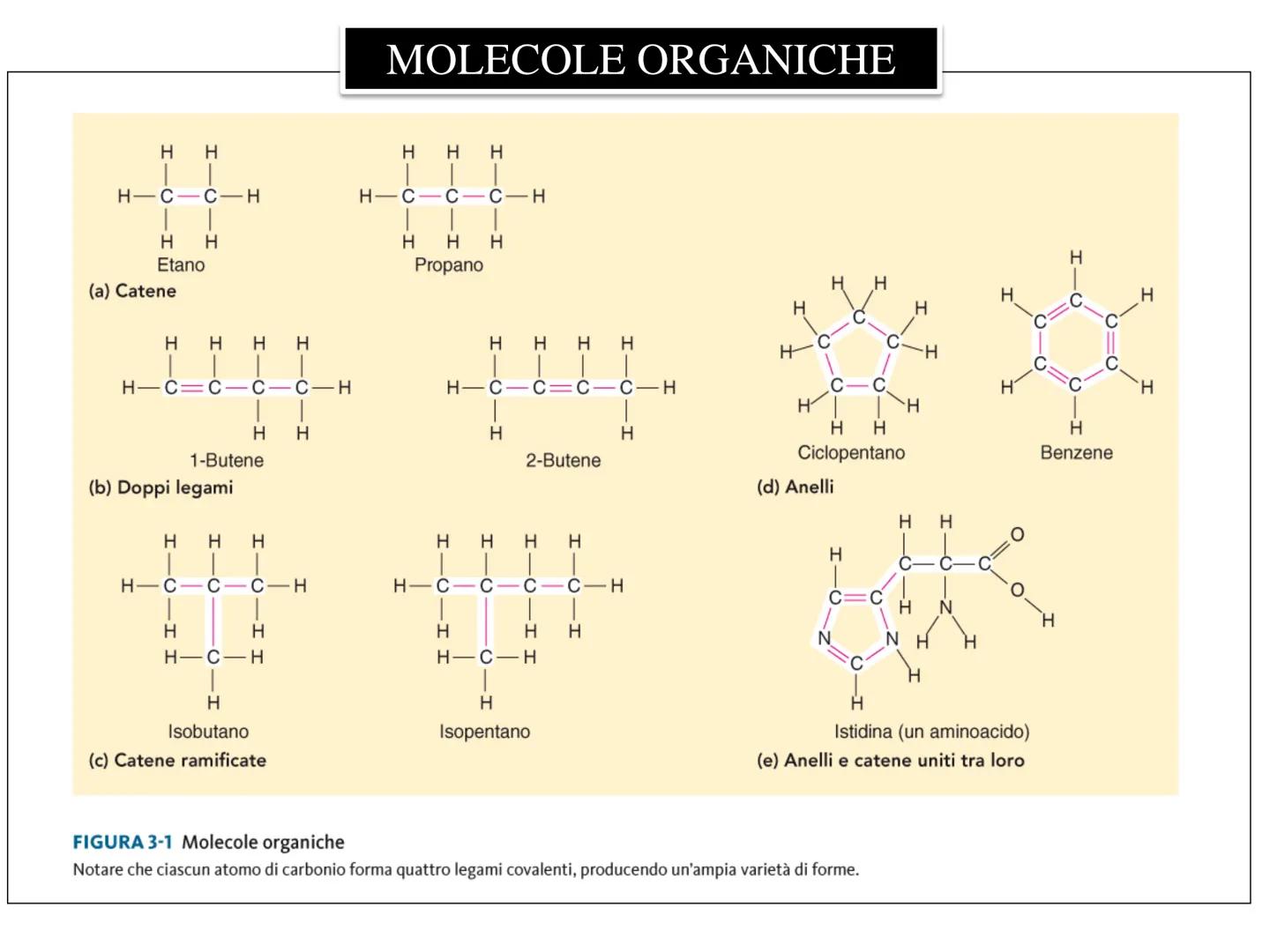 LEZIONE n° 1
subunità
unità da costruzione
della cellula
ZUCCHERI
ACIDI GRASSI
LE MACROMOLECOLE
BIOLOGICHE
AMMINOACIDI
NUCLEOTIDI
Le cellule