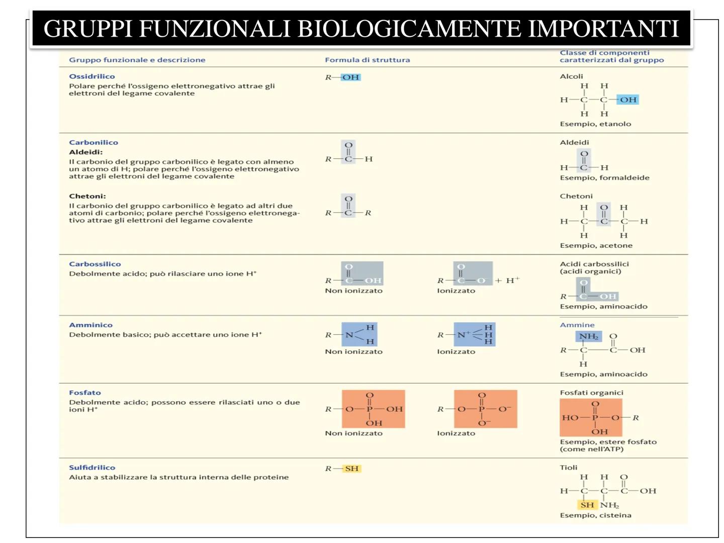 LEZIONE n° 1
subunità
unità da costruzione
della cellula
ZUCCHERI
ACIDI GRASSI
LE MACROMOLECOLE
BIOLOGICHE
AMMINOACIDI
NUCLEOTIDI
Le cellule