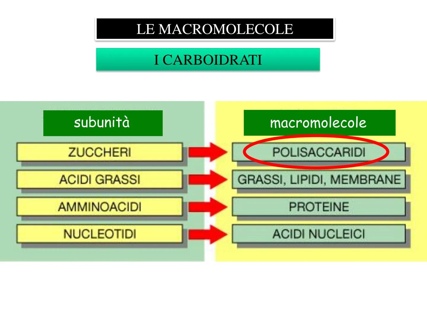 LEZIONE n° 1
subunità
unità da costruzione
della cellula
ZUCCHERI
ACIDI GRASSI
LE MACROMOLECOLE
BIOLOGICHE
AMMINOACIDI
NUCLEOTIDI
Le cellule